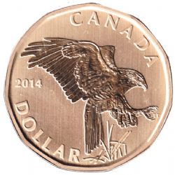 1-DOLLAR -  2014 1-DOLLAR - FERRUGINOUS HAWK (SP) -  2014 CANADIAN COINS