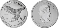BIRDS OF PREY -  RED-TAILED HAWK - 1 OUNCE FINE SILVER COIN -  2015 CANADIAN COINS 03