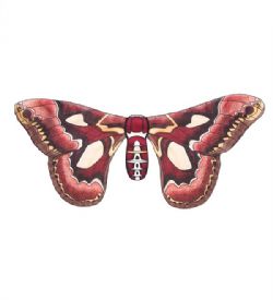 BUTTERFLY -  BUTTERFLY WINGS - ROTHSCHILDIA