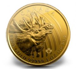 CALL OF THE WILD -  MOOSE - 1 OUNCE PURE GOLD COIN -  2019 CANADIAN COINS 06