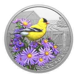 COLOURFUL BIRDS -  AMERICAN GOLDFINCH -  2024 CANADIAN COINS 04