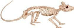 DECORATIONS -  RAT SKELETON (8.25