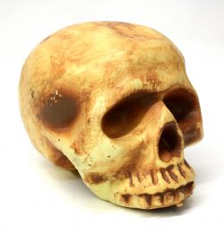 DECORATIONS -  SKULL WITH NO JAW (8
