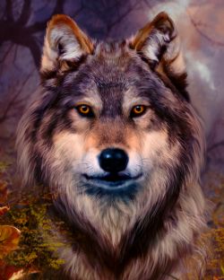 FIGURED'ART -  PAINT BY NUMBERS - WOLF PORTRAIT(16
