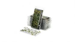 GAMERS GRASS -  ELEPHANT EAR -  LASER PLANTS