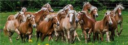 JUMBO -  HAFLINGER HORSES (1000 PIECES)