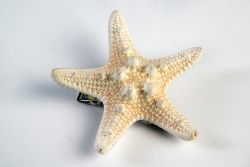 MERMAID -  MERMAID STAR FISH HAIR CLIP