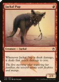 Masters 25 -  Jackal Pup