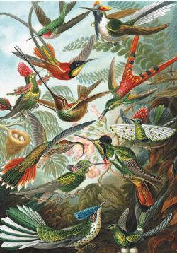 PIATNIK -  HUMMINGBIRDS (1000 PIECES)