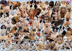 RAVENSBURGER -  DOGS GALORE! (1000 PIECES)
