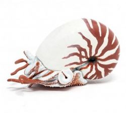 FIGURINE PAPO -  NAUTILE (7 CM) -  MARINE LIFE 56061