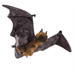 FOLKMANIS -  CHAUVE-SOURIS FRUGIVORE